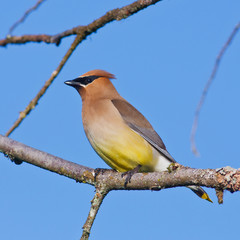 Resting Cedar Waxwing