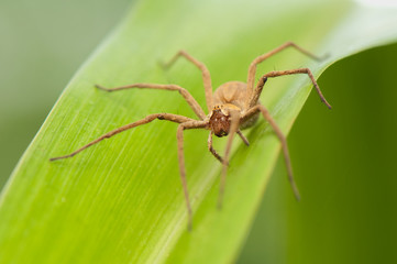 Pisaura mirabilis