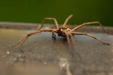 Fototapeta premium Pisaura mirabilis