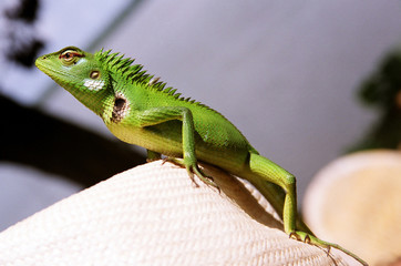 Fototapeta premium Iguana on a Hat