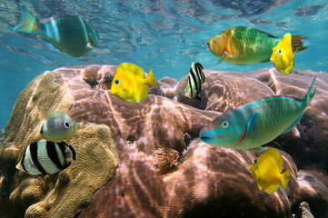 Colorful tropical fish and coral underwater in the Caribbean sea
