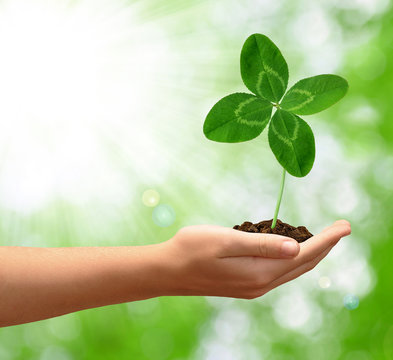 Clover quarterfoil in hand