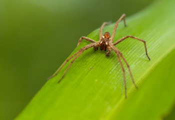 Pisaura mirabilis
