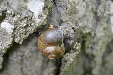 Brown Snail in Shell on Tree Bark