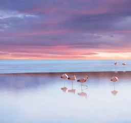 Türaufkleber Flamingo Flamingo