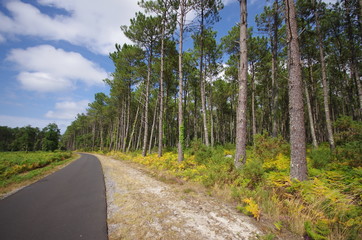 Fototapeta na wymiar piste cyclable en forêt - landes