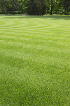 green, striped lawn in the park