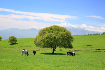 Green tree on a meadow and cow