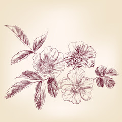 Dogrose hand drawn vector llustration