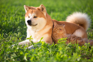 Dog and cat in a grass