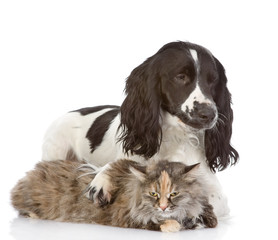 English Cocker Spaniel dog embraces a cat. isolated