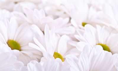 Obraz na płótnie Canvas Piękne kwiaty rumianku