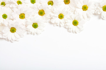 Beautiful chamomile flowers