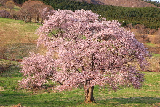 Prunus Sargentii