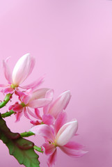Four pink epiphyllum flowers