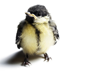 little bird photo
