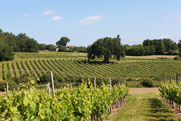 Fototapeta na wymiar Rural winnicy