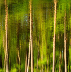 Fototapeta premium forest