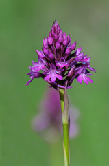 Anacamptis pyramidalis