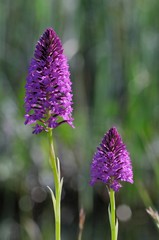 Anacamptis pyramidalis