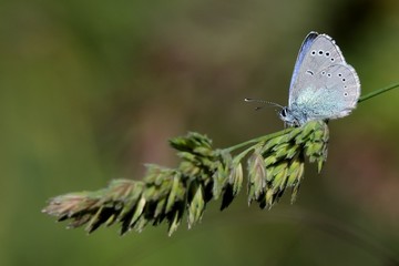 Cupido minimus