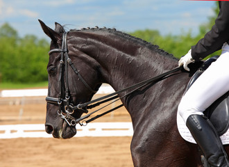Dressage horse portrait