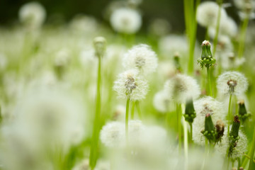 field of dandelions