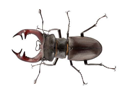 Stag bettle huge insect