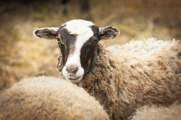 Sheep on a farm in fog
