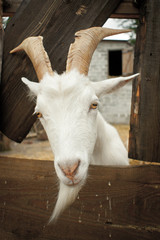 funny goat looking to  camera