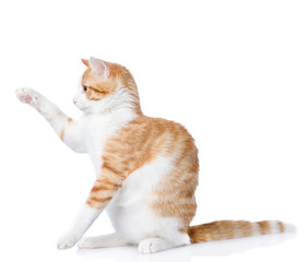 playful funny kitten isolated on white background