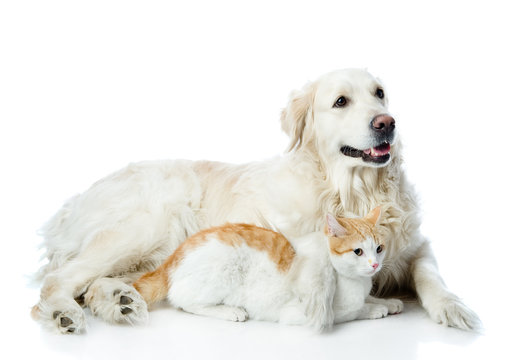 golden retriever and cat. looking away. isolated on white 