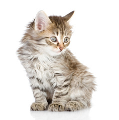 fluffy gray beautiful kitten looking away. isolated on white 