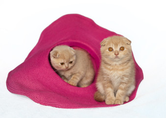 Two little kittens sitting on the pink hat