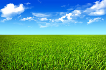 Obraz na płótnie Canvas Blue sky clean grassland