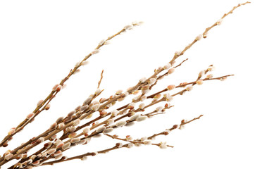 Delicate flowering willow branches isolated on white background. - obrazy, fototapety, plakaty