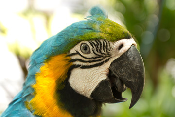 Fototapeta premium Parrot