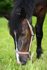 black horse