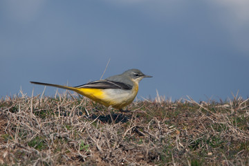 A gray wagtail walking on the ground