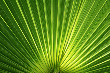 Green palm leaves.