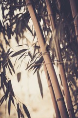 Image tonique d& 39 une plante de bambou