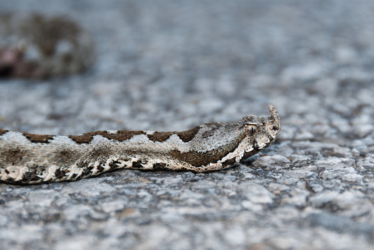 A horned viper crawling on the road