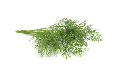 Fresh dill twig .