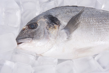 dorada sobre hielo