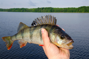 Big perch in angler hand