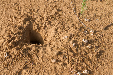 Nest with eggs iguanas ruined mongooses