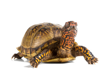 Obraz premium Three-toed Box Turtle (terrapene carolina triunguis) looks ahead