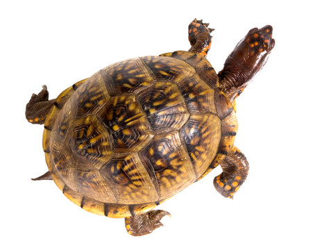 Three-toed Box Turtle (terrapene carolina triunguis) goes. Top v