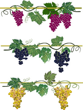 three colors grapes collcetion