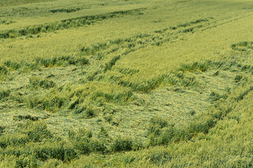 downed wheat